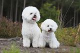 BICHON FRISE 335